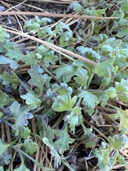 Nemophila spatulata
