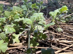 Nemophila spatulata