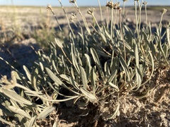 Eriogonum pauciflorum