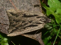 Amelora belemnophora