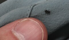 Cratomus