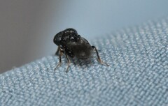 Cratomus