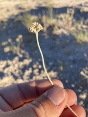 Eriogonum pauciflorum