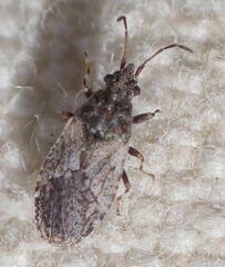 Crophius