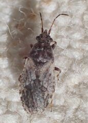 Crophius