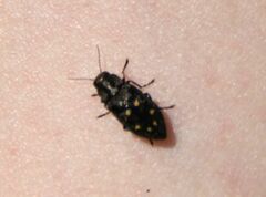 Phaenops drummondi
