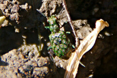 Elaphrus californicus