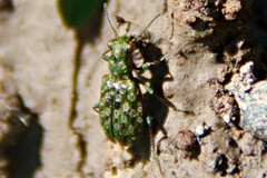 Elaphrus californicus