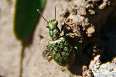 Elaphrus californicus