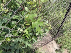 Ampelopsis humulifolia
