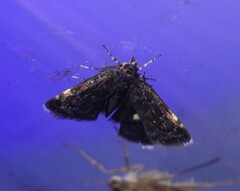 Heliothela wulfeniana