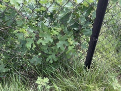 Ampelopsis humulifolia
