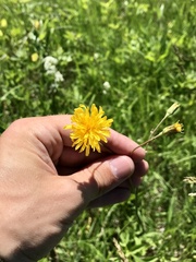 Crepis runcinata