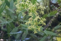 Epidendrum chlorocorymbos