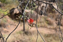 Brachychiton chillagoensis