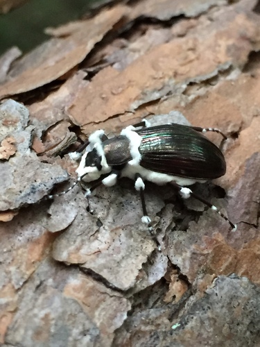 Beauveria bassiana image
