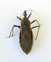 Triatoma rubida