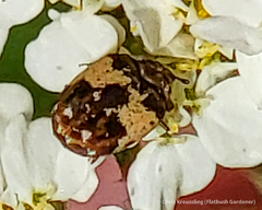 Anthrenus isabellinus