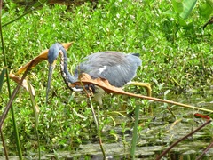 Egretta tricolor image