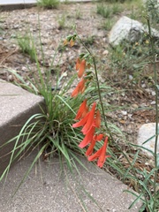 Penstemon barbatus