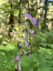 Corydalis scouleri