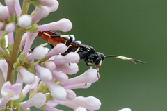 Ichneumon devinctor