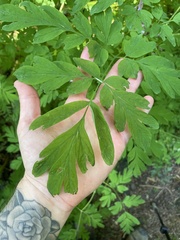 Corydalis scouleri