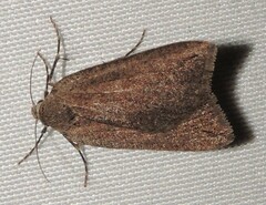 Amelora belemnophora