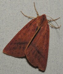 Cycloprorodes melanoxysta