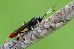 Ichneumon devinctor