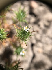 Navarretia intertexta