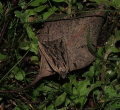 Amelora belemnophora