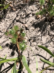 Navarretia intertexta