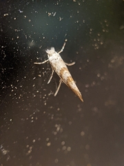 Cameraria hamadryadella