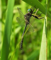 Somatochlora hineana