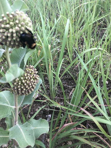 Southern Plains Bumble Bee photographed in Kansas