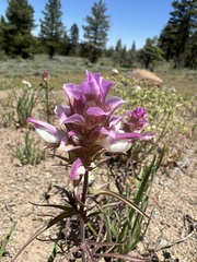 Orthocarpus cuspidatus