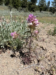 Orthocarpus cuspidatus
