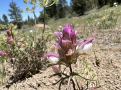 Orthocarpus cuspidatus