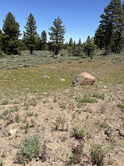 Orthocarpus cuspidatus