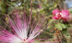 Calliandra selloi