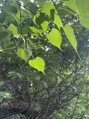 Tilia mongolica