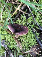 Russula purpureoflava