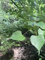 Tilia mongolica