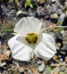 Calochortus howellii