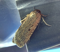 Spaelotis bicava