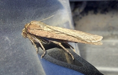 Spaelotis bicava