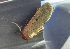 Spaelotis bicava
