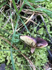 Russula purpureoflava