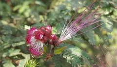 Calliandra selloi